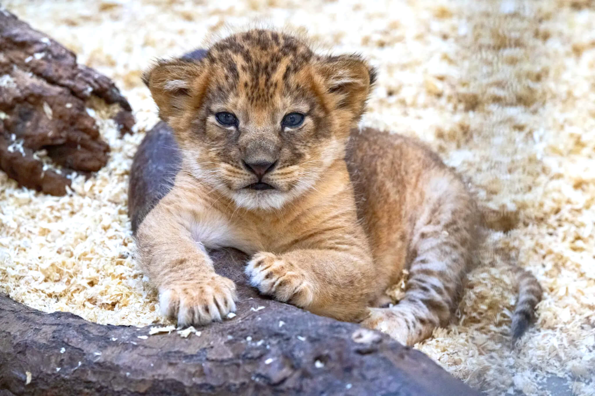 Pittsburgh Zoo Welcomes First Lion Cub in Nearly Six Years